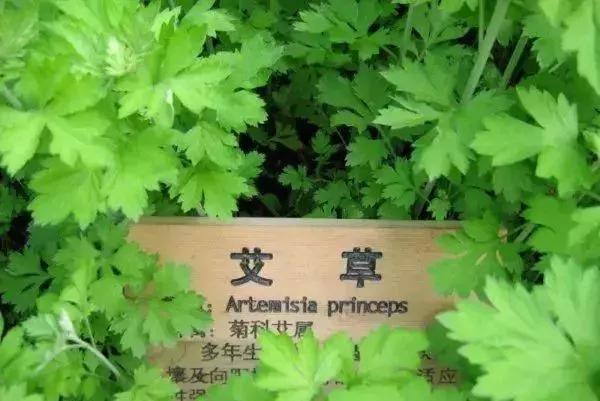 植物小时候和长大的名字不一样,小时候一种类似于甘蔗的植物