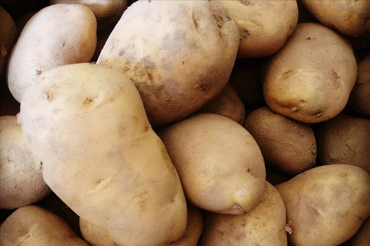 全国最好的土豆排名前十名,全国哪里的土豆最好吃