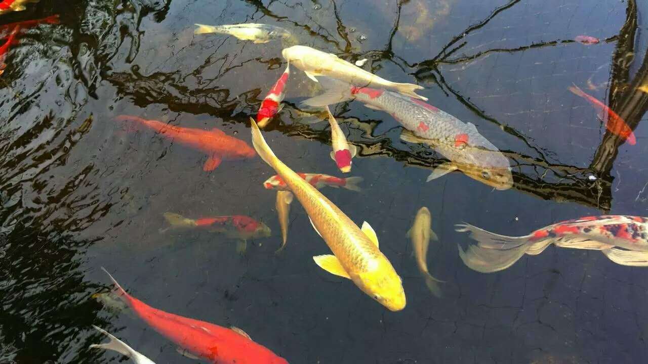 锦鲤排泄物怎么样算正常,锦鲤排泄物怎么处理最好