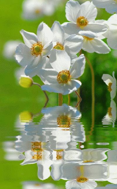 水中花郁可唯简谱动态谱,动态水中花歌词壁纸