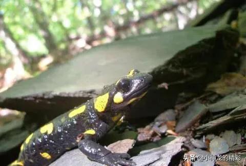 世界上十种杀不死的动物,世界上会杀死自己的五种动物