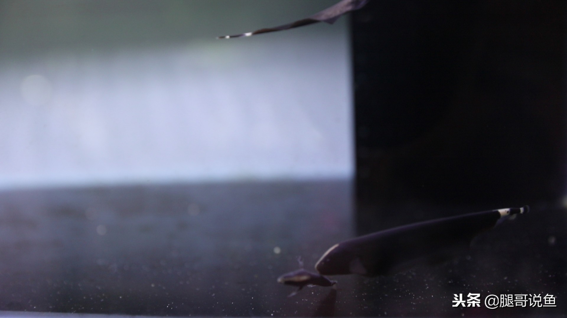 魔鬼刀可以混合养吗,魔鬼刀可以和什么鱼一起养