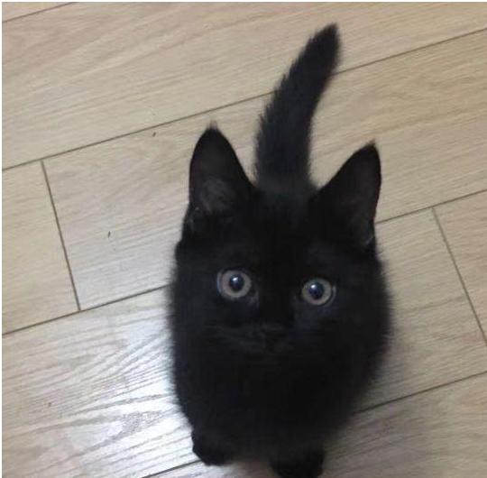 英国短毛猫什么毛色好,英国短毛猫十种受欢迎的毛色