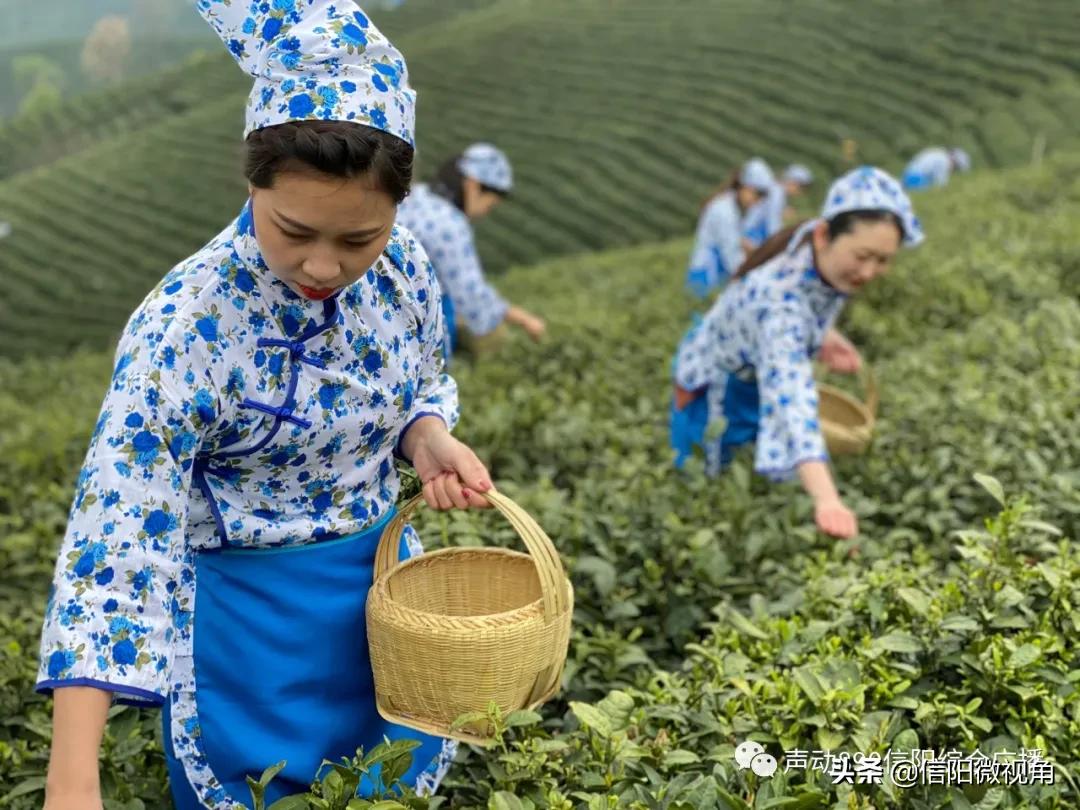 2024信阳茶叶开采节,2024年信阳毛尖开采仪式