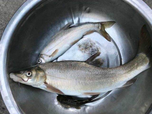 天价鱼多少钱一条,957万天价鱼