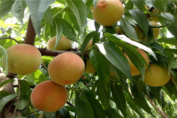 桃树流胶怎么治最有效,桃树流胶特效药哪里有出售