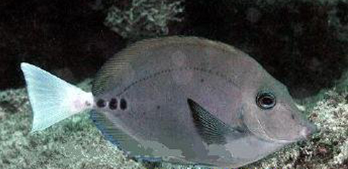 十大最好看的观赏鱼图片大全,十种最漂亮的观赏鱼图片