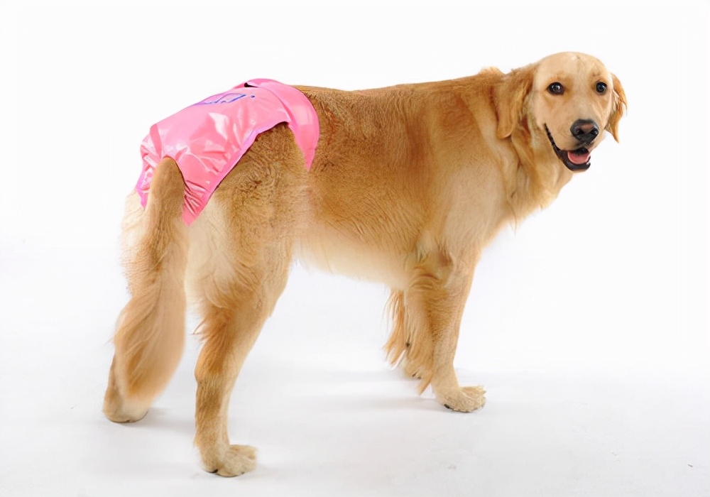 养幼崽狗狗有什么必须注意,养宠物狗的经验方法