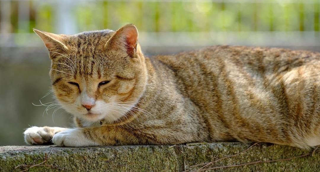 母猫生完崽后脾气暴躁该怎么解决,母猫生完崽后有点焦躁该怎么解决