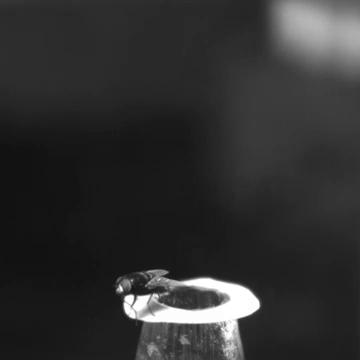 为什么苍蝇这么难打到,苍蝇为什么难抓