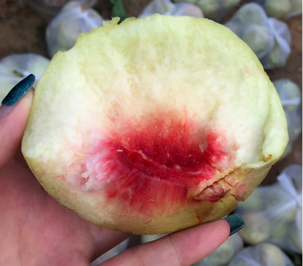 正宗又甜又脆的丑桃,即将灭绝的老品种桃子