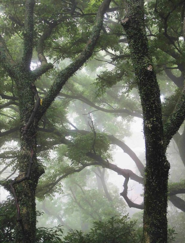 李向华肥西,李向华鹤山图片