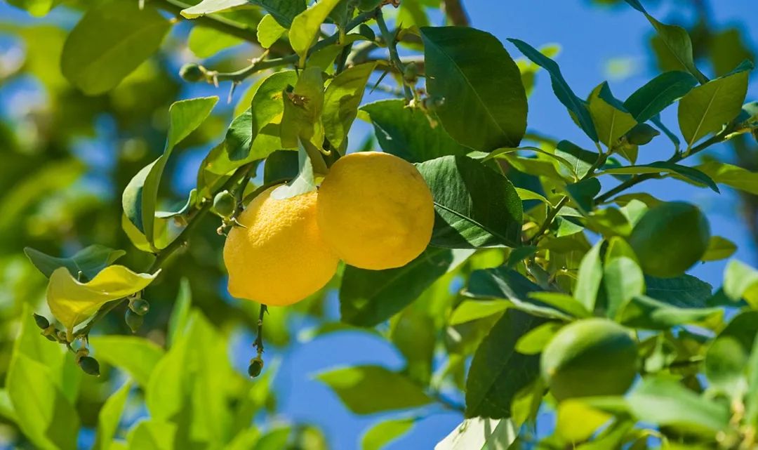 走在乡间小路观赏田园风光体验,看田园风景品乡间生活尝农家美食