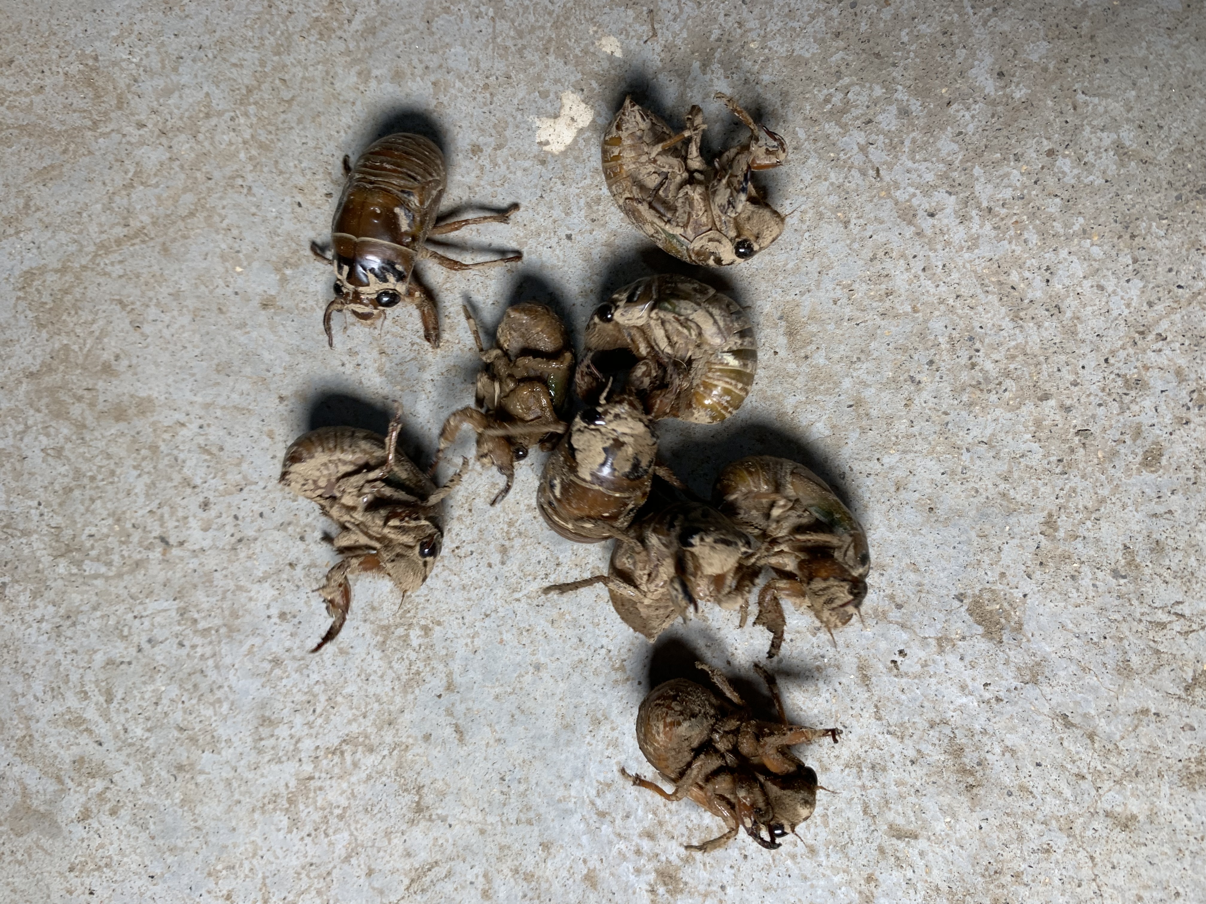 炸知了猴用焯水吗,怎样炸知了猴才酥脆