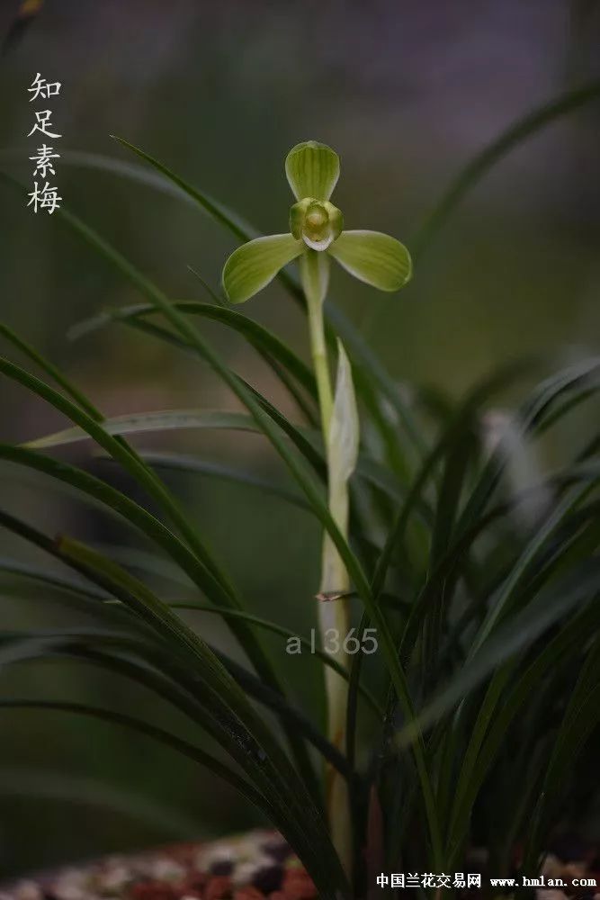 兰花怎么养才能让根腐死,松树皮与熟腐松针可混合养兰花吗