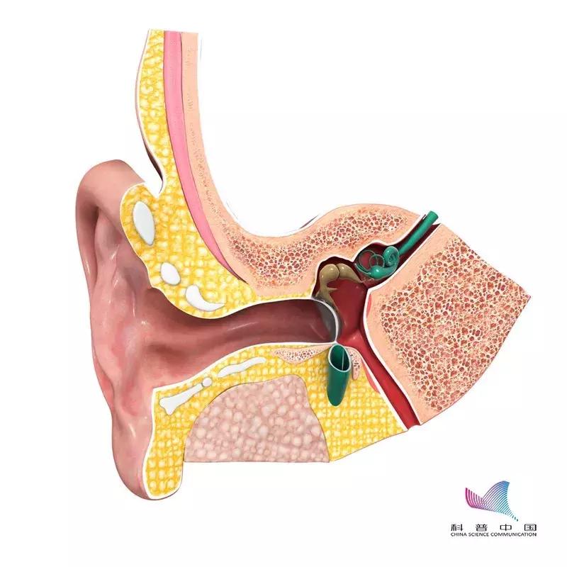 耳朵到底该不该掏如何正确掏,怎么正确掏耳朵还掏得干净