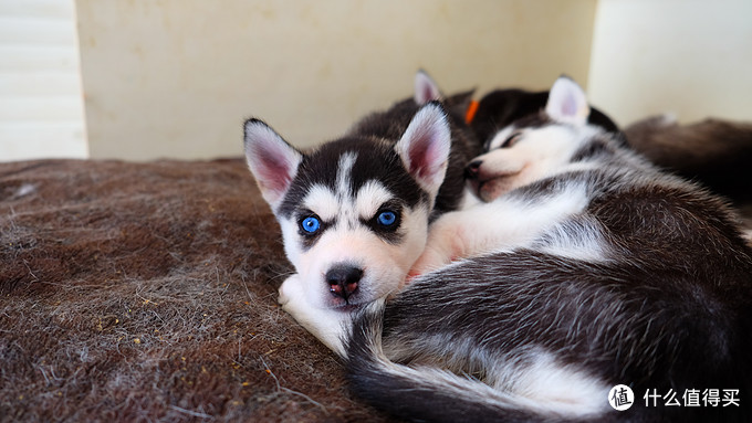 一次创世纪的生活体验—记哈士奇当妈妈