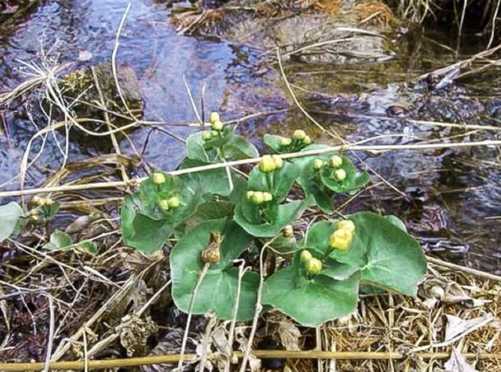 长在水中的马蹄草,一种野菜叫马蹄菜