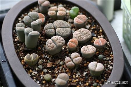 生石花烂根怎么办如何补救,生石花烂根夏天