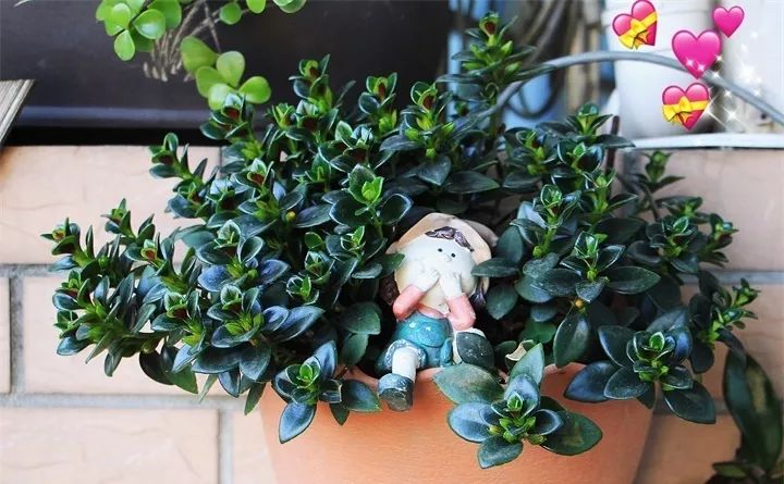 刚买的花，发蔫落苞加黄叶！为什么呢？多半是放错了位置