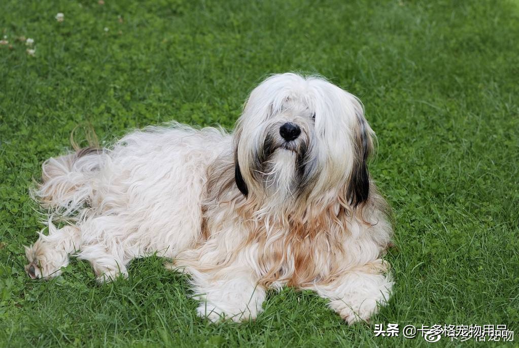 网上买狗狗去哪里买比较好,网上狗狗在哪儿买最安全