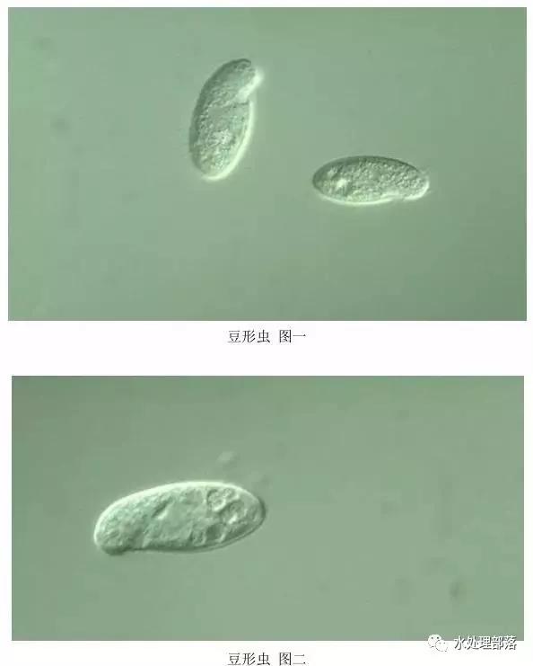 高清丨污水处理微生物图谱