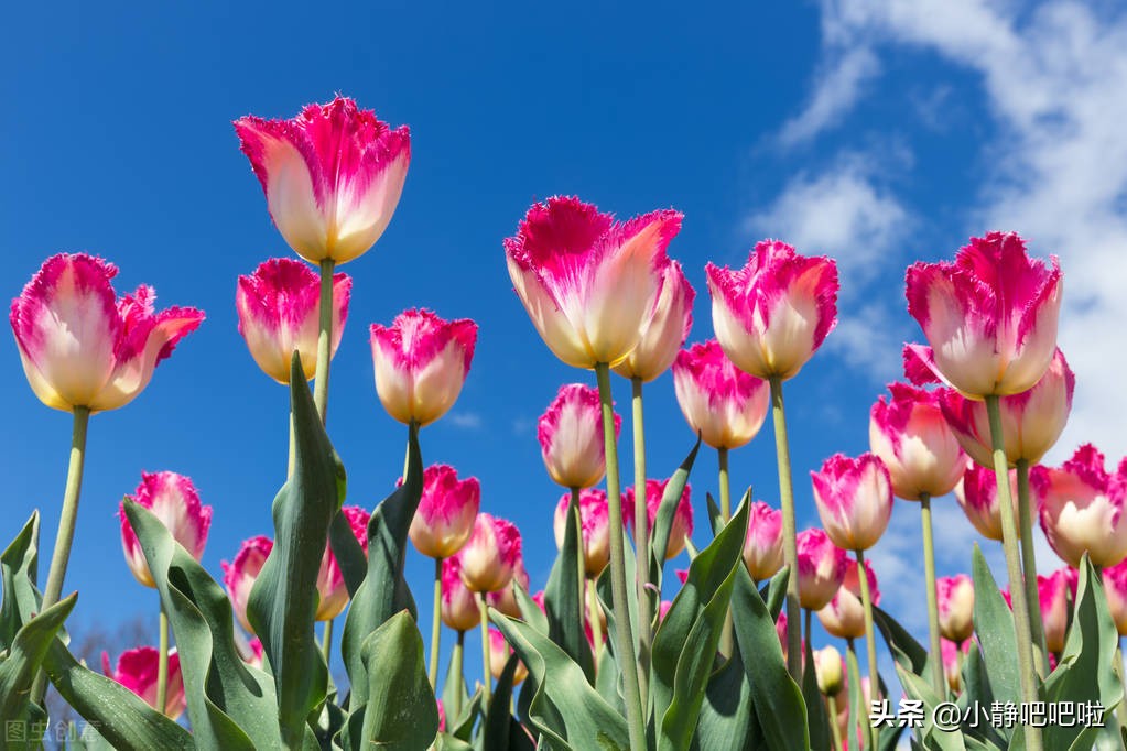 你不知道的国家冷知识捷克,你不知道的国家冷知识立陶宛