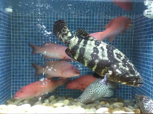 潮江春罗湖,潮江春万象城