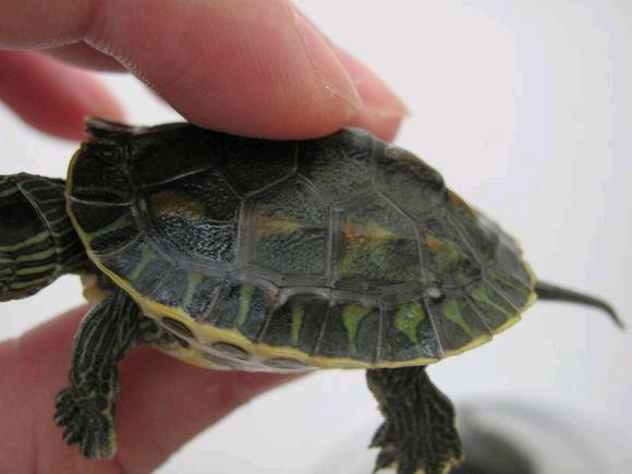 小乌龟不吃东西怎么办才能让它吃,小乌龟吃什么