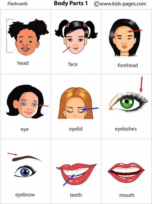 常见身体部位的英语词,人体各部位英语学习