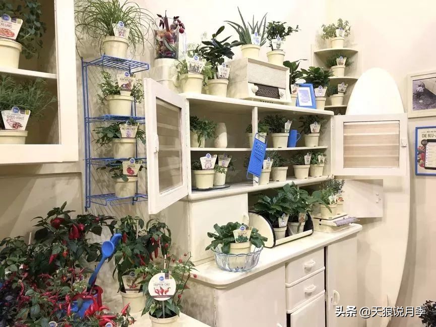 天狼月季优惠活动时间,天狼月季618活动