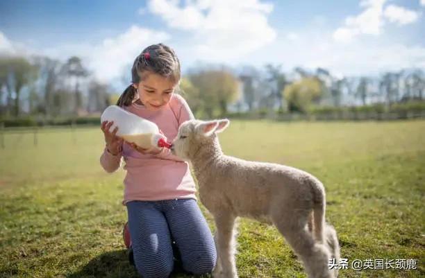 羊驼治愈案例,动物治愈焦虑