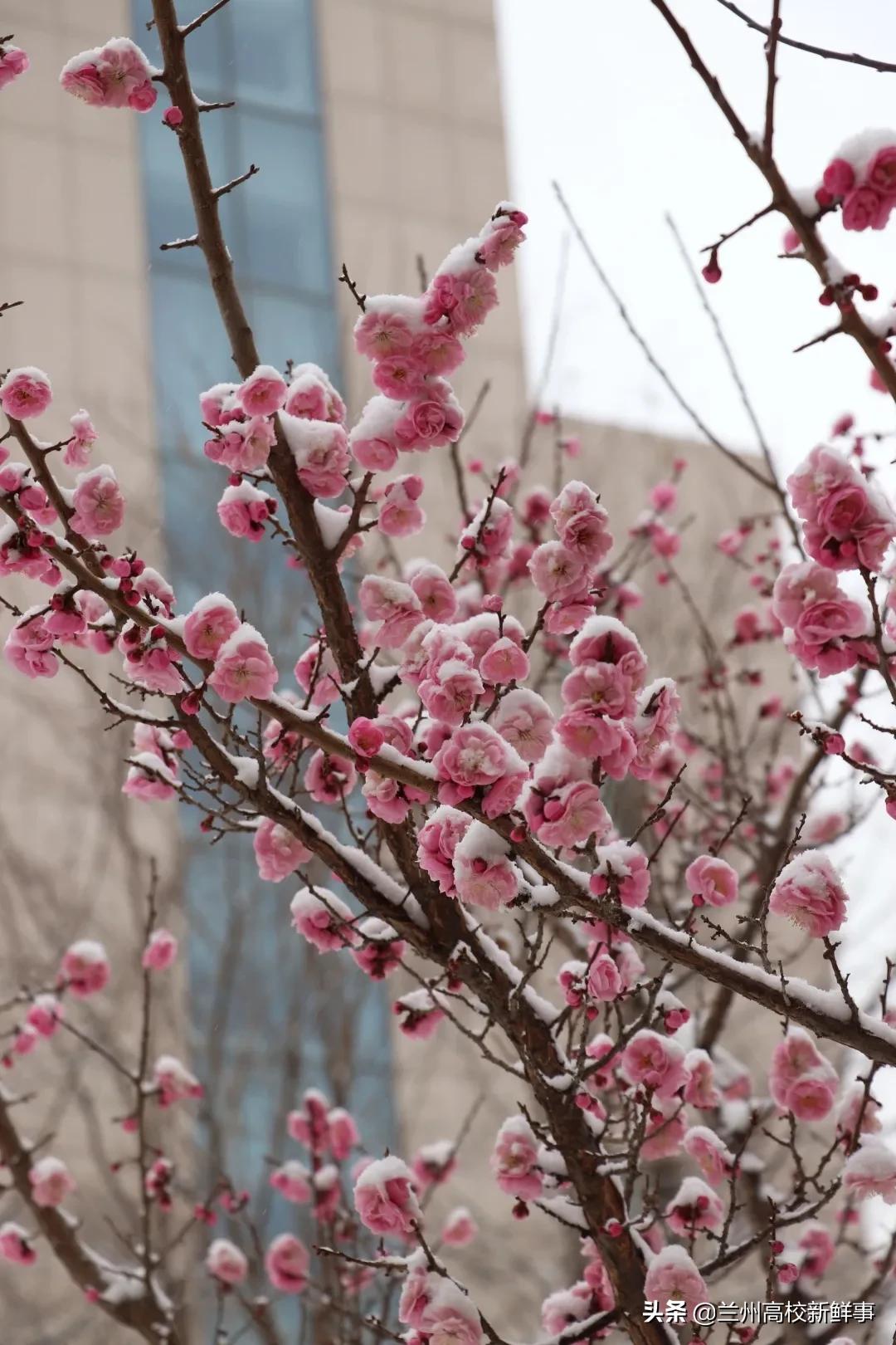 兰财校花,高校校花青春来袭你pick哪一款