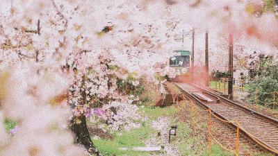 何必远赴日本！这个超级浪漫的赏樱地已花开成海，错过后悔一年