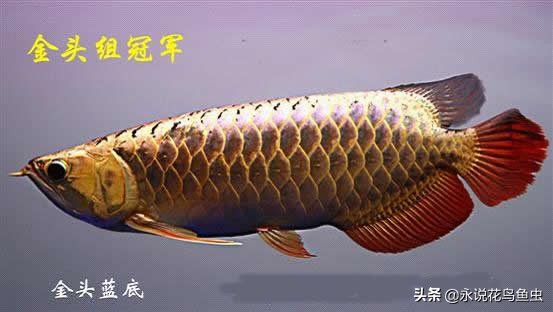 观赏龙鱼图片欣赏,观赏鱼欣赏龙鱼