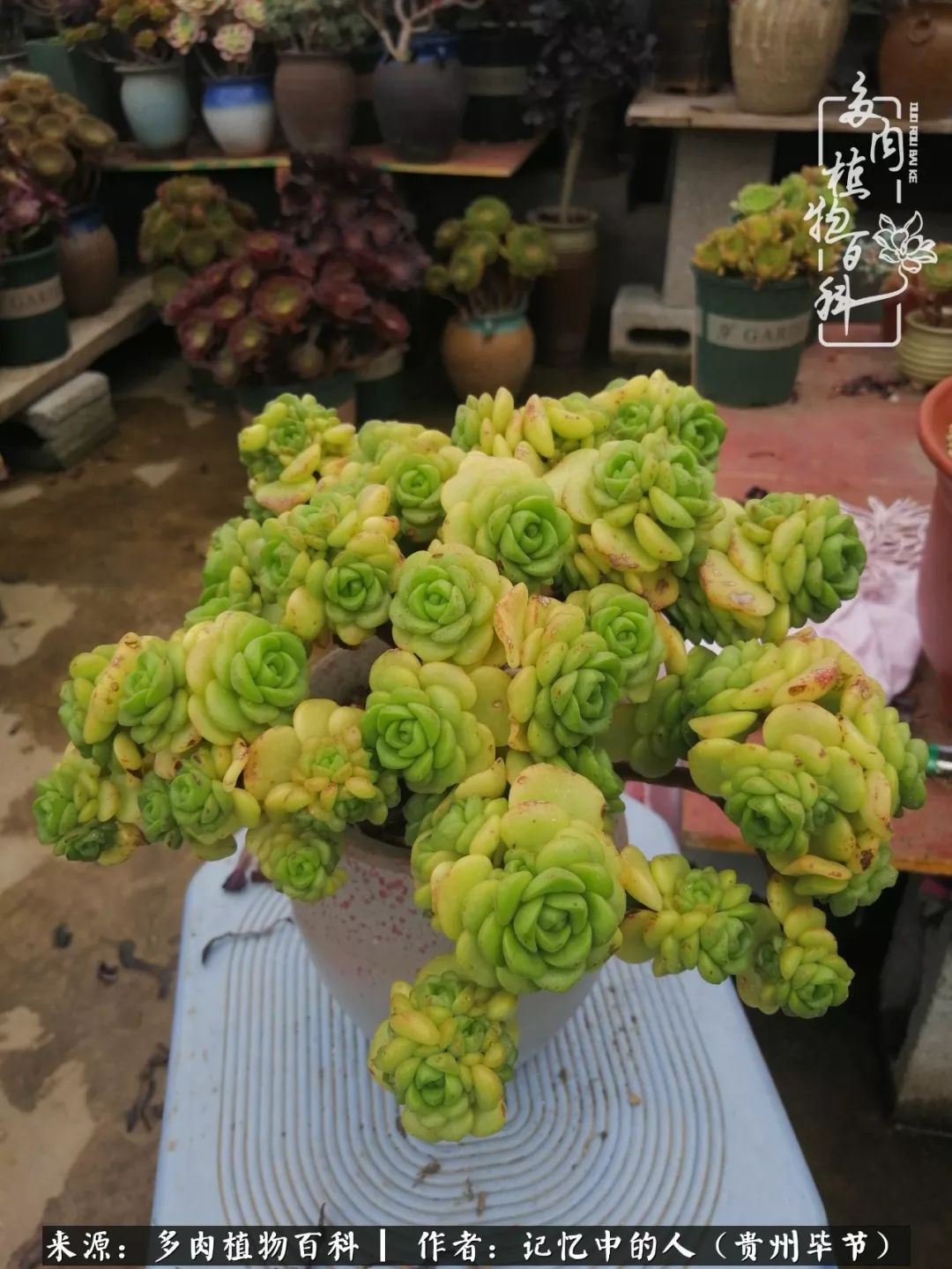 我心中的玫瑰原唱,我心中的玫瑰全部歌曲