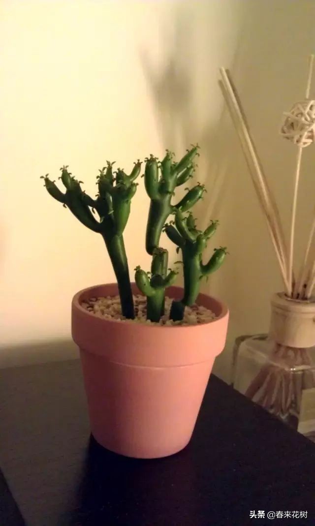 光棍树养殖方法,招财光棍树怎么样扦插