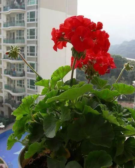 为什么有的天竺葵不开花,天竺葵不开花是什么原因呢