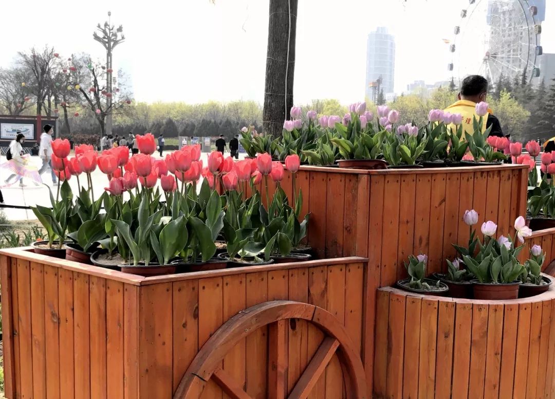 郁金香花海太美了,咸阳湖畔郁金香花海
