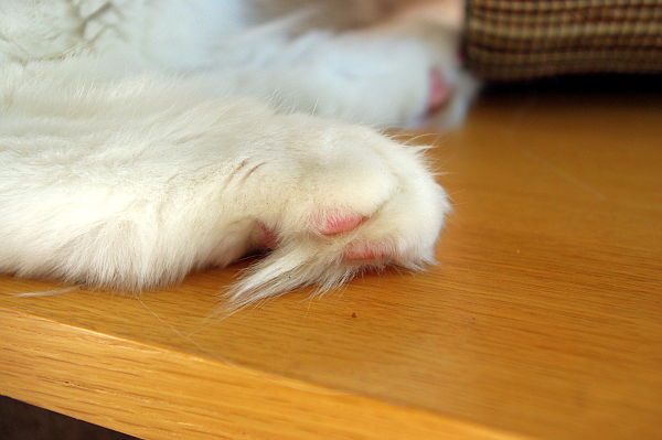 给猫咪剪脚毛有好处吗,正确给猫咪剪脚毛的方法技巧图