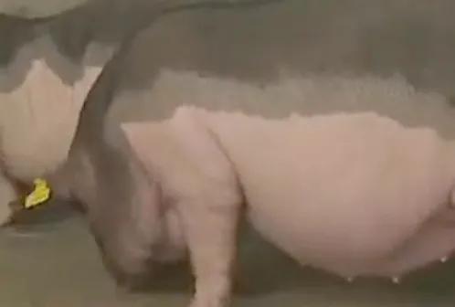 各个省份的国宝,广东十大国宝