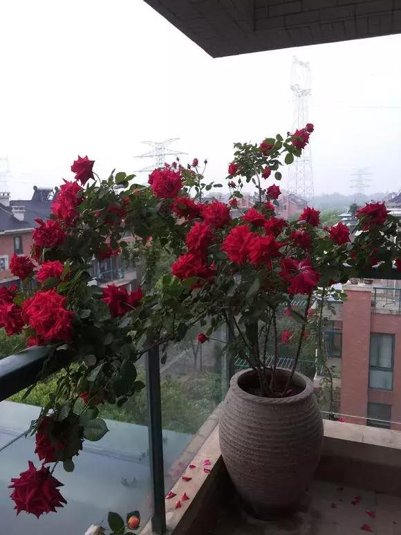 藤本月季秋季怎么修剪才会花墙,最丰花多季开花的藤本月季