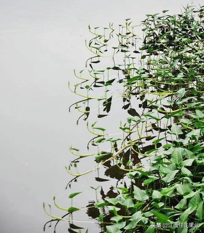 蕹菜和抚州水空心菜的区别,水空心菜种植最简单方法