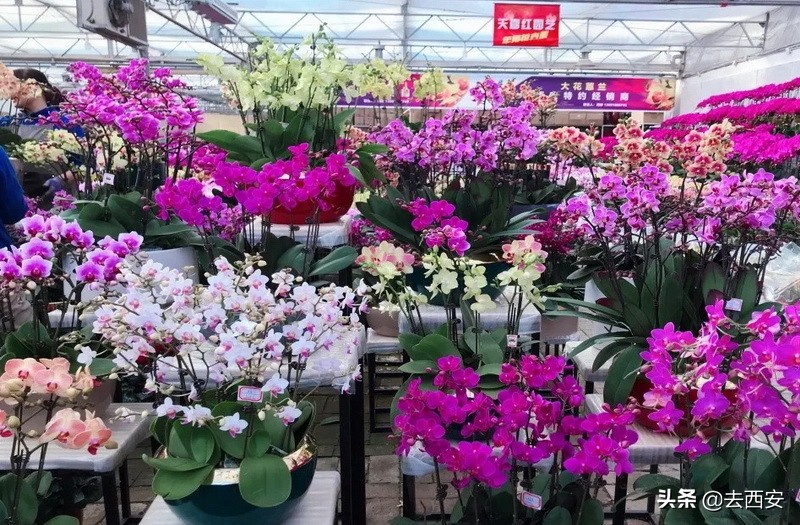 去哪里买多肉植物便宜又好,西安多肉植物哪里买