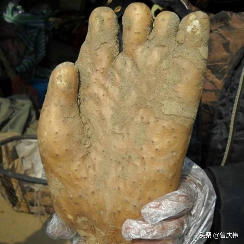 佛缘佛手,佛手山药属于淮山药吗