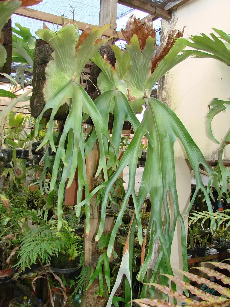 10片叶子的绿植,室内绿植盆栽一元