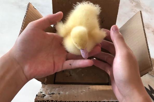 小黄鸭大量饲养,网上买的小黄鸭能养活