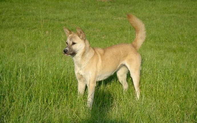 中华田园犬缺点和优点,养中华田园犬的优点与缺点