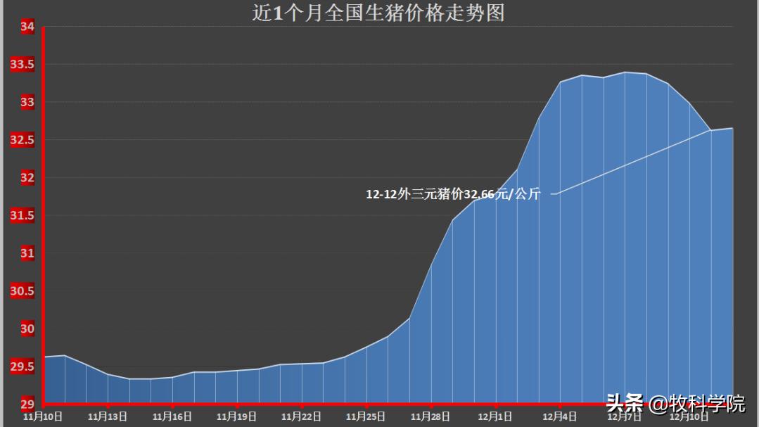 明日猪价行情11月,明日猪价储备冻猪肉投放市场