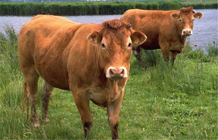 饲养黄牛的方法与技巧,黄牛养殖技术全过程